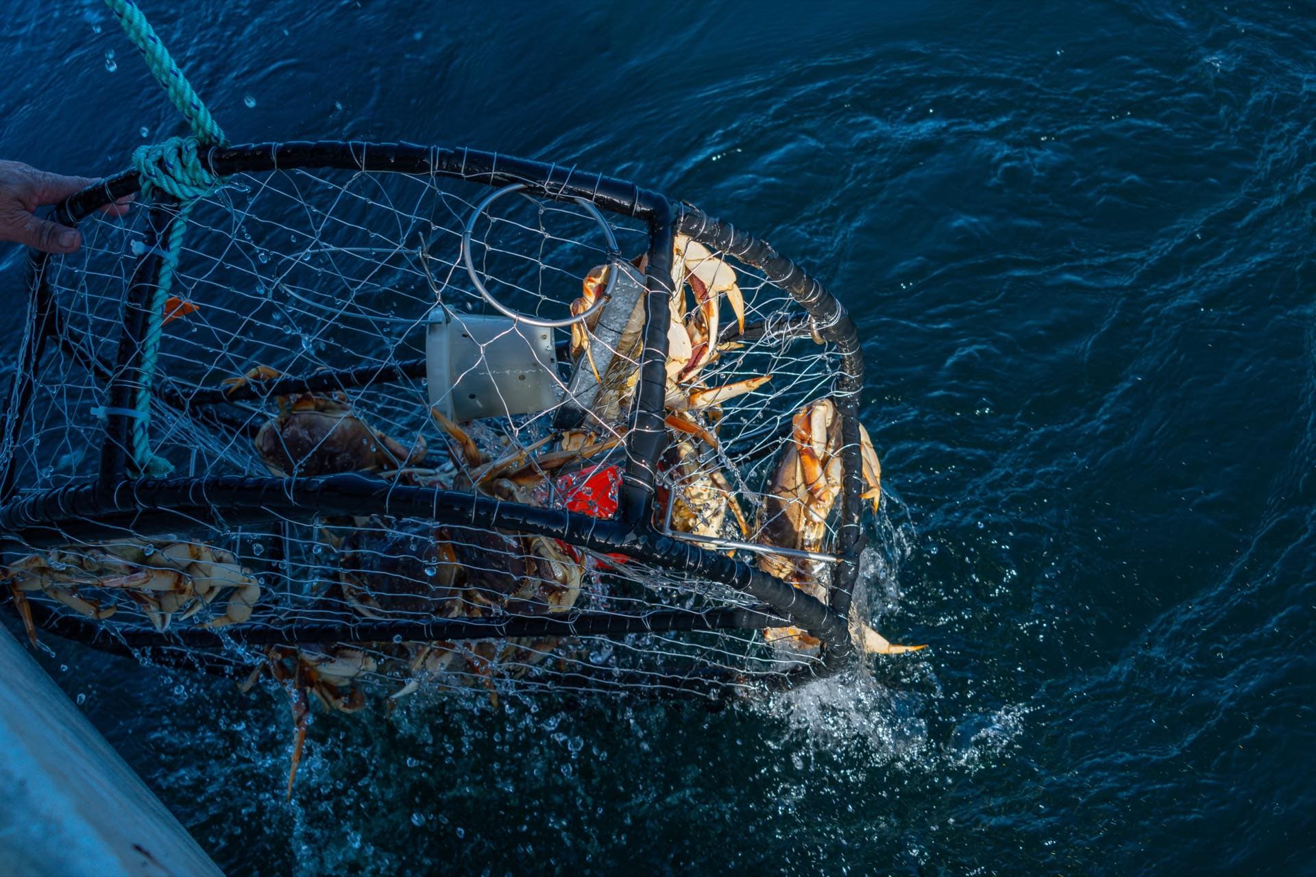 A pot of fresh Dungeness crab